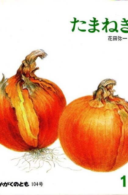 たまねぎ　かがくのとも　通巻１０４号　（１９７７年11月号）　※折り込み付ろくあり