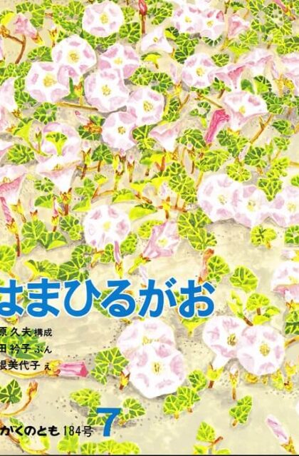 はまひるがお　かがくのとも　通巻１８４号　（１９８４年７月号）