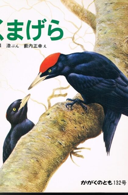 くまげら　かがくのとも　通巻１３２号　（１９８０年３月号）